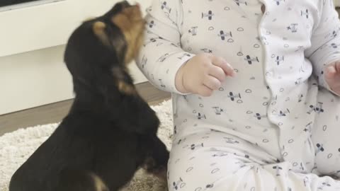 Baby and New Puppy are Friends at First Sight