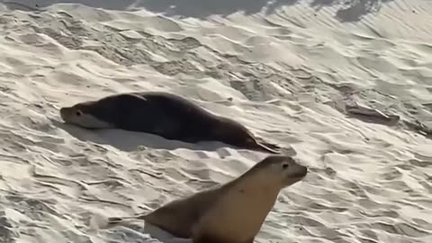 Making a grand entrance 🤣