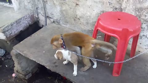 funny monkey and puppy friendship, Cute baby monkey relax and play happily with puppies