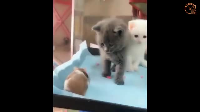 Funny animals compilation Funny cats & Dogs #1 720p cats are so cute