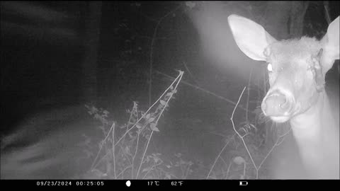 Injured Doe - Stick or Antler?