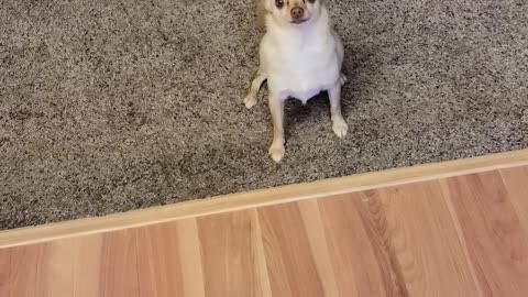 Chihuahua howling