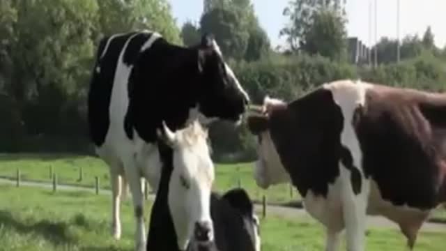 Ever seen a cow dance?