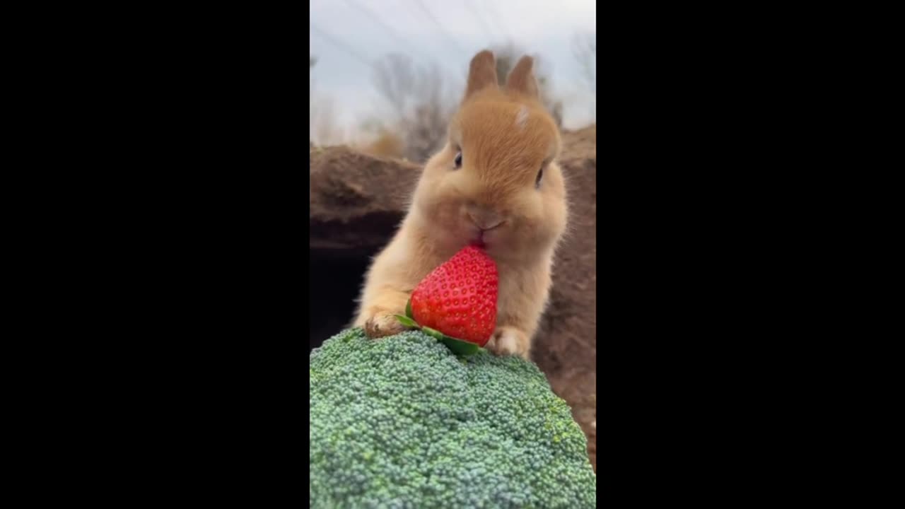 The adorable little bunny sets off with dreams towards the beautiful future.