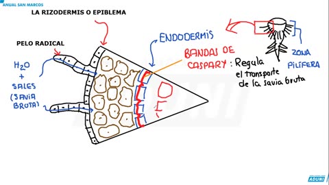 ANUAL ADUNI 2023 | Semana 21 | Biología S2 | Trigonometría | Química S2 | Aritmética S1