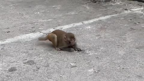 Monkey comedy video funny video