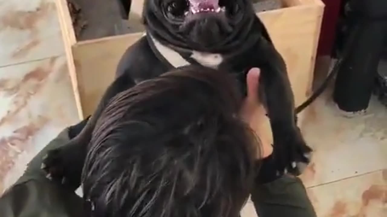 French Bulldog getting upset