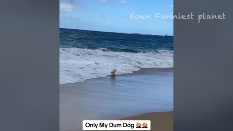 Funny Cats & Dogs Part 3 😂 #SixTeenPlusTv