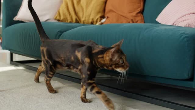 Bengal cat standing near sofa in living room