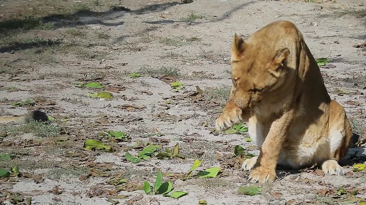 Zoo Animals Nature Lion