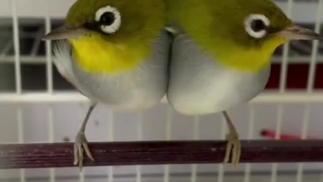 Funny Animals Series 1313