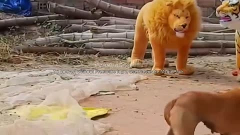 Troll Prank Dog Funny & fake Lion and Fake Tiger Prank To dog & Huge Box Prank to dog