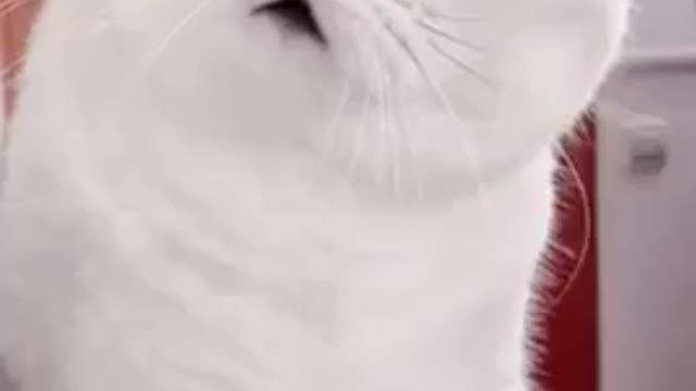 Funny cat videos funny dog video cat's meow meow meow ๐บ๐ป๐ผ tiger