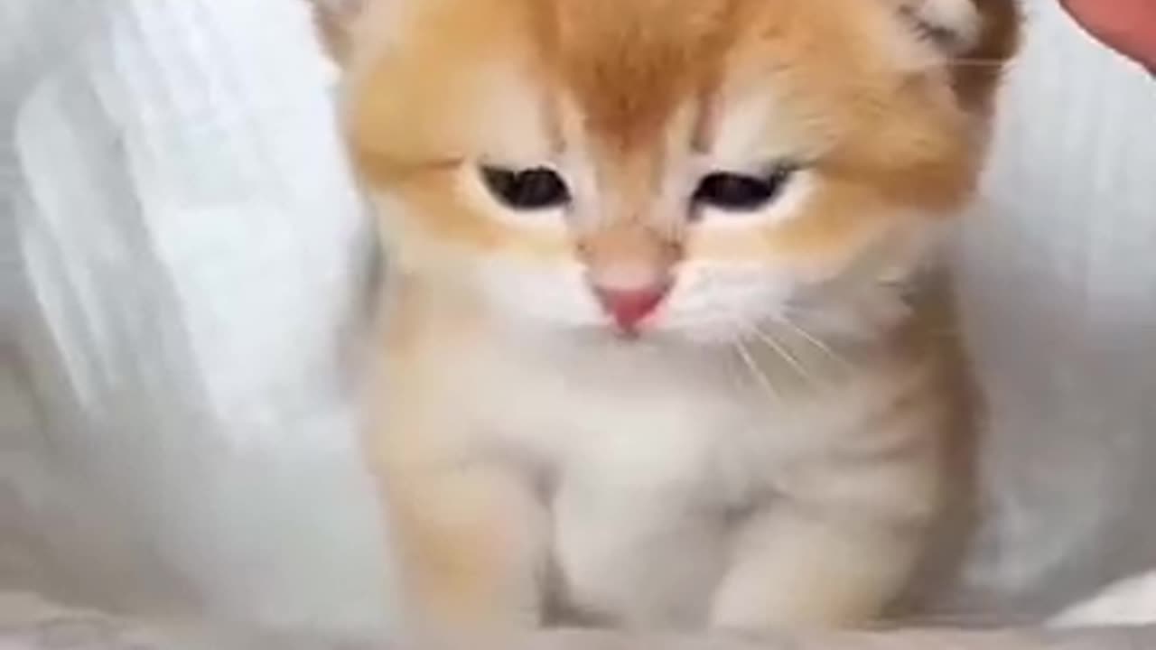 Cute Kittens 🥰😘