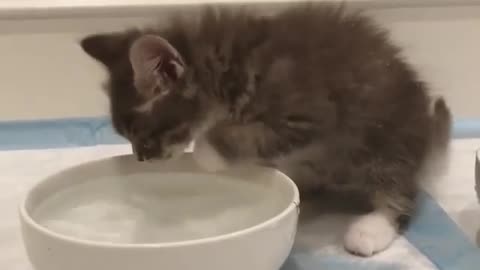 A cat that likes playing with water