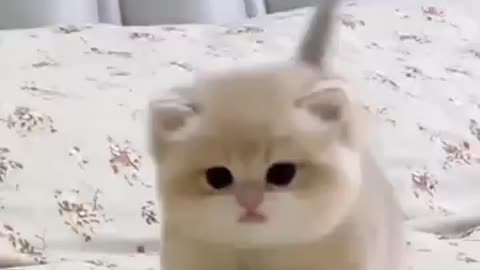 Cute little cat