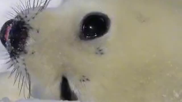 Baby Harp Seal tasting snow#cute #adorable #animals