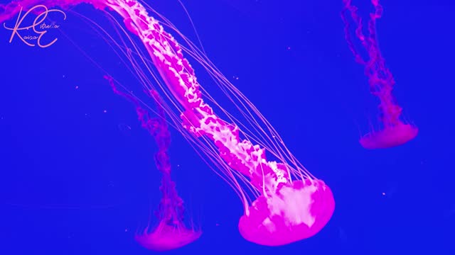 Fall Asleep with Jellyfish [make you sleepy in instant / fight insomia]