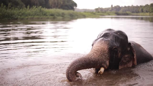 One of the best funny elephants videos