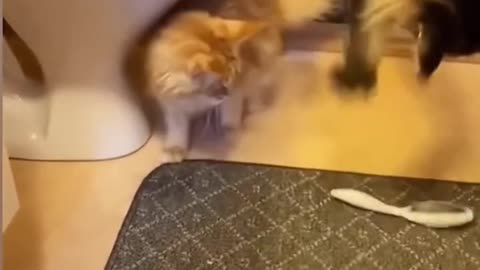 These Cats Are So Frightened!