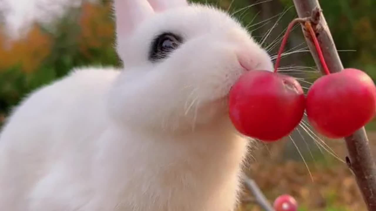 puffy white bunny