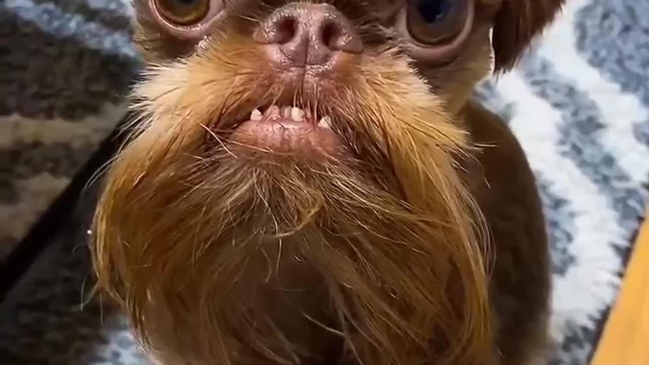 Look At it, it's Also A Dog #shorts #shortsvideo #video #viral