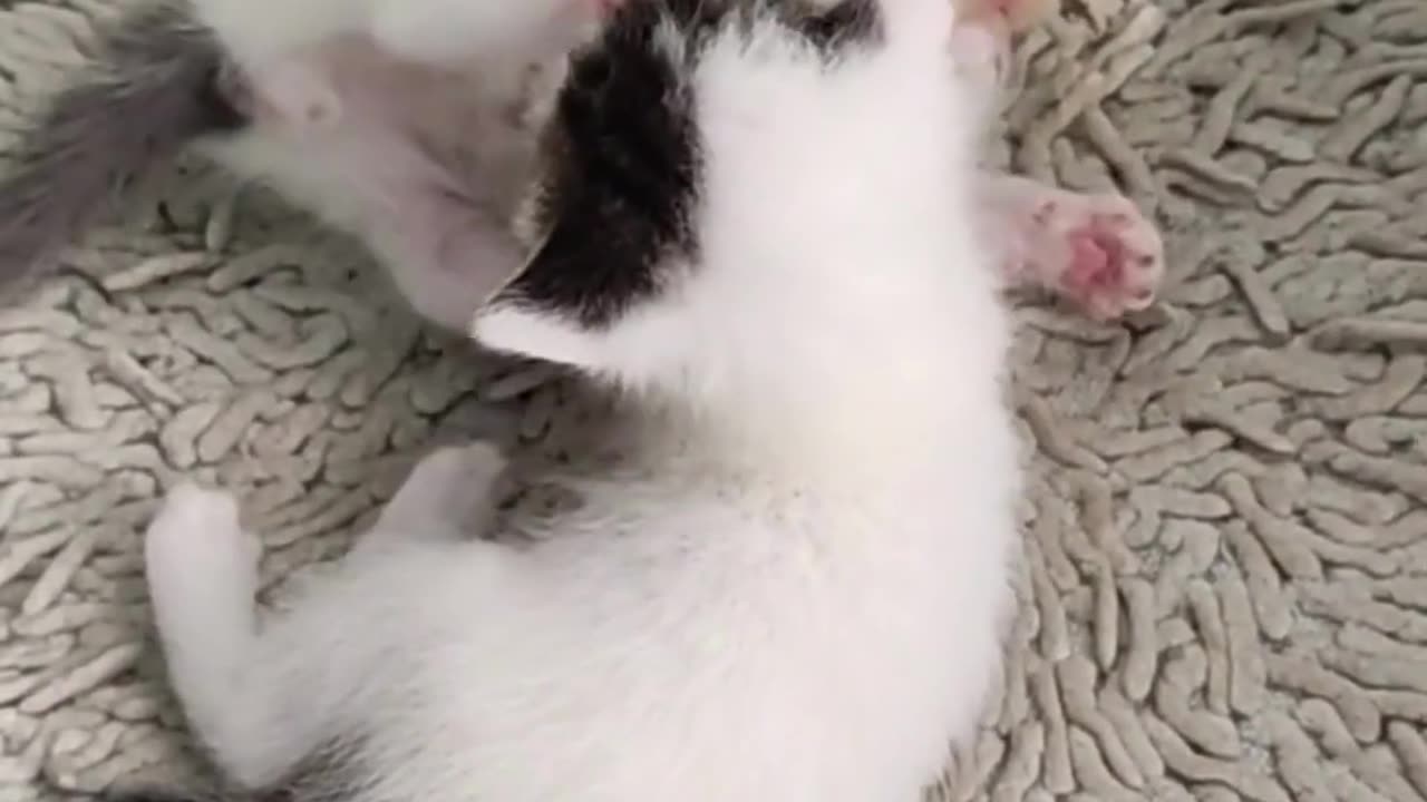 animal video, funniest animals, #shorts-1(1080p)