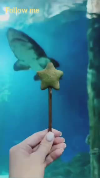 Cute gift for cute kittens ❣️❣️