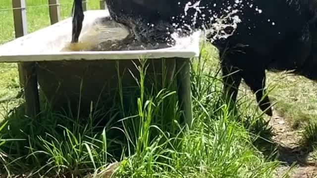 Corriendo fuera del estanque soy unicornio
