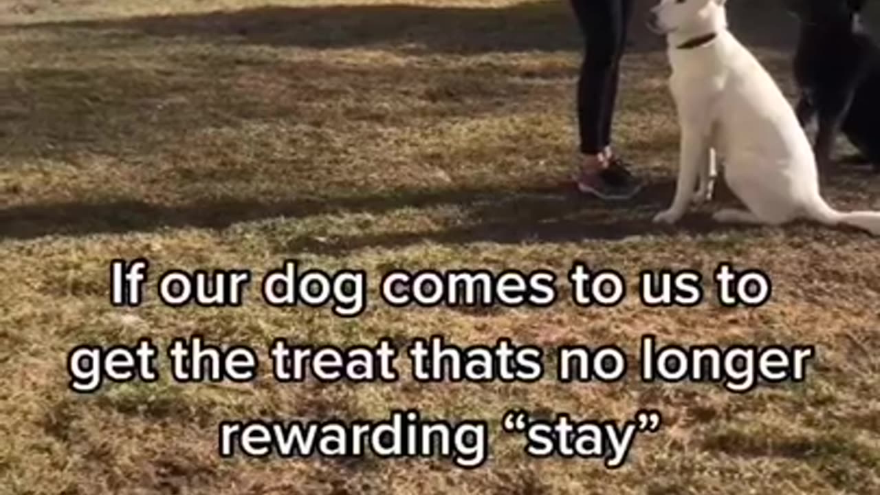 Dog Training Tips