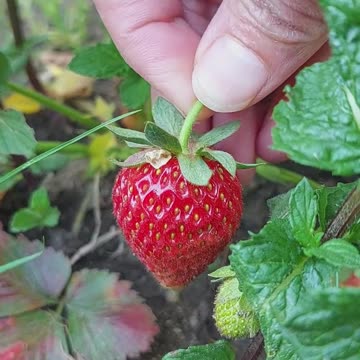 Strawberry Organic Fruits: Secret of home gardening: Nature's Lover: #shorts #fruits #organic