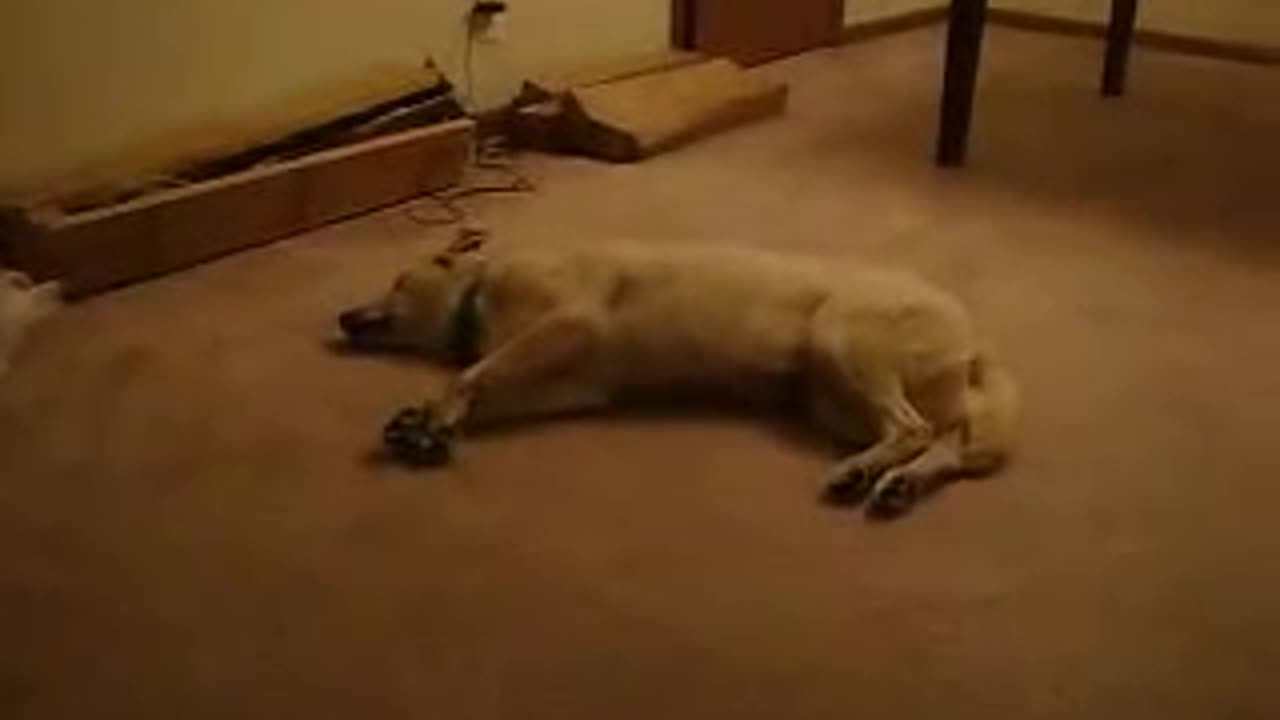 Dog getting interrupt by his dreams while sleeping