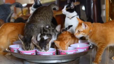DOGS & CATS