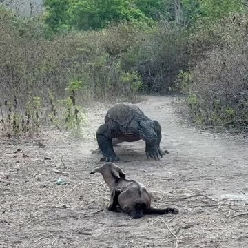 Komodo after venomous bite eating goat
