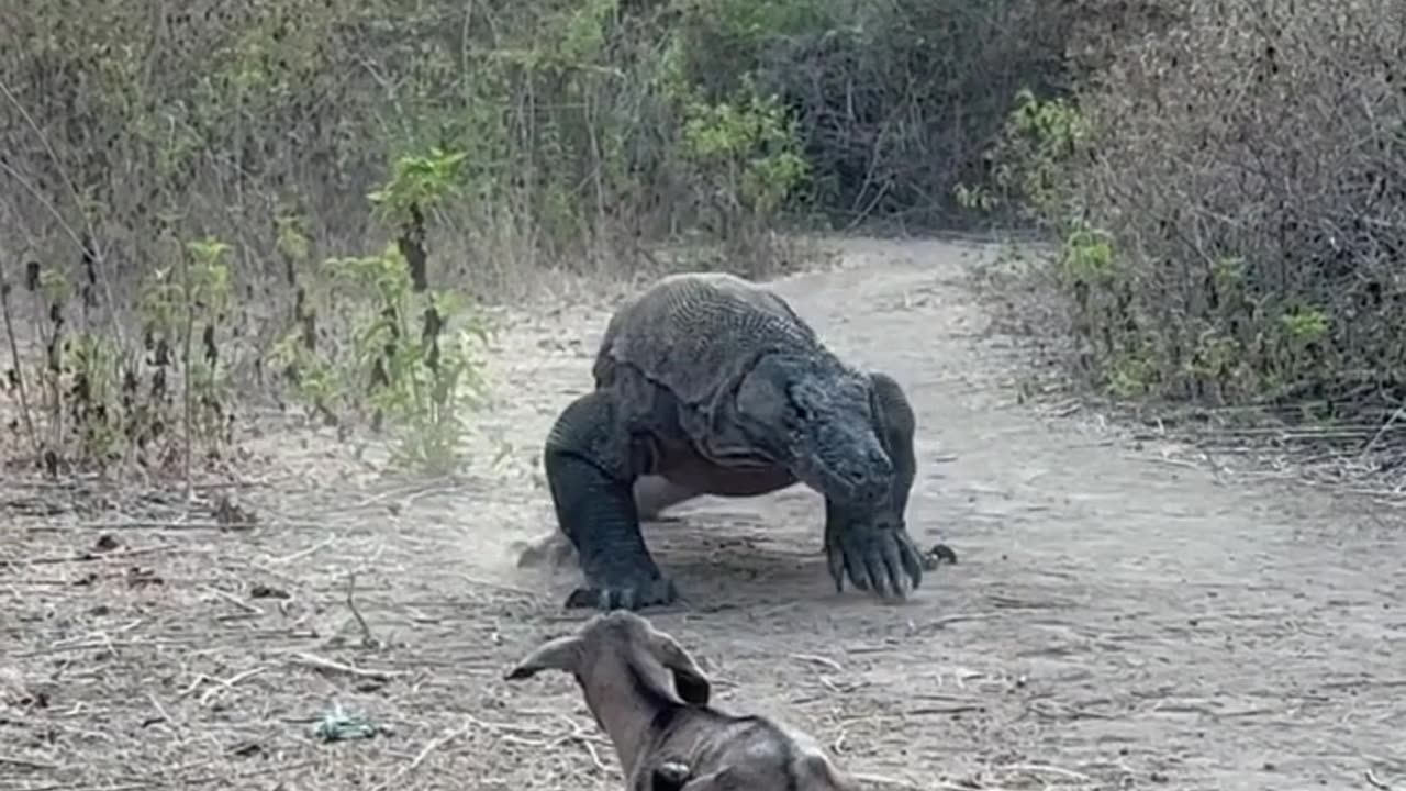 Komodo after venomous bite eating goat