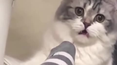 Funny Animal Videos #69