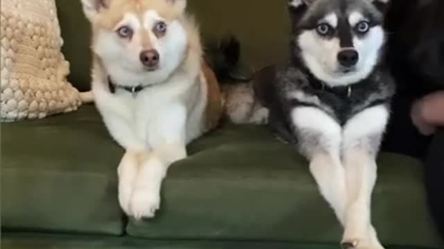 He’s A Drama King 👑 ❤️ - Funny Dogs Reaction 😂😍 #shorts