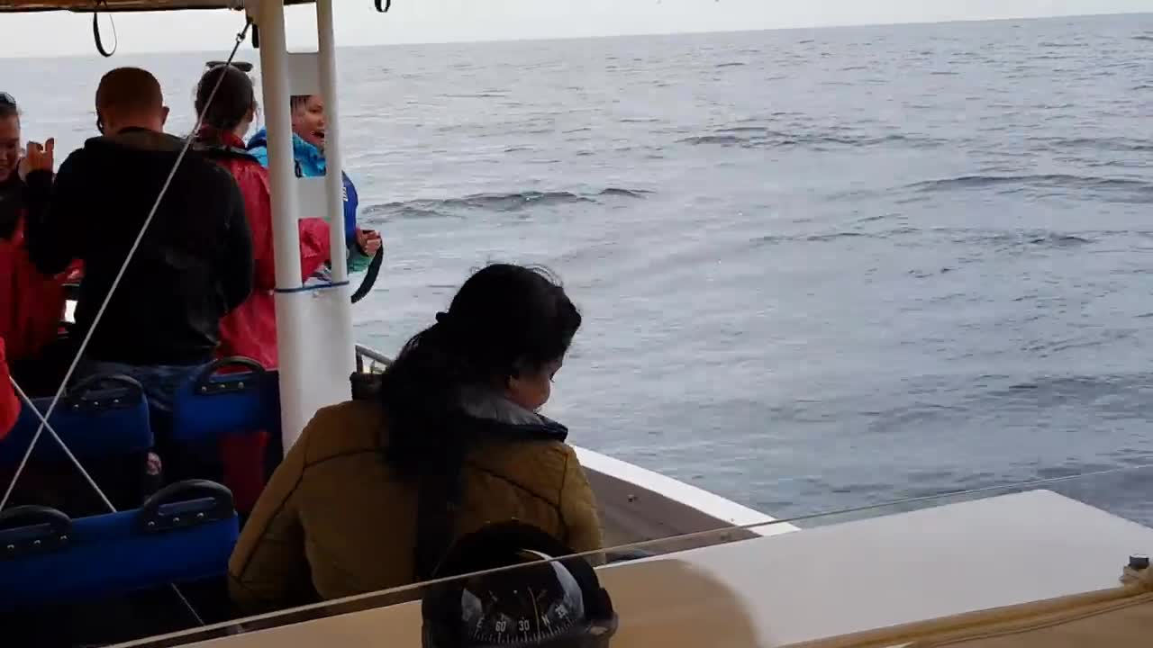 40 Ton Humpback Whale Leaps Entirely Out of the Water!