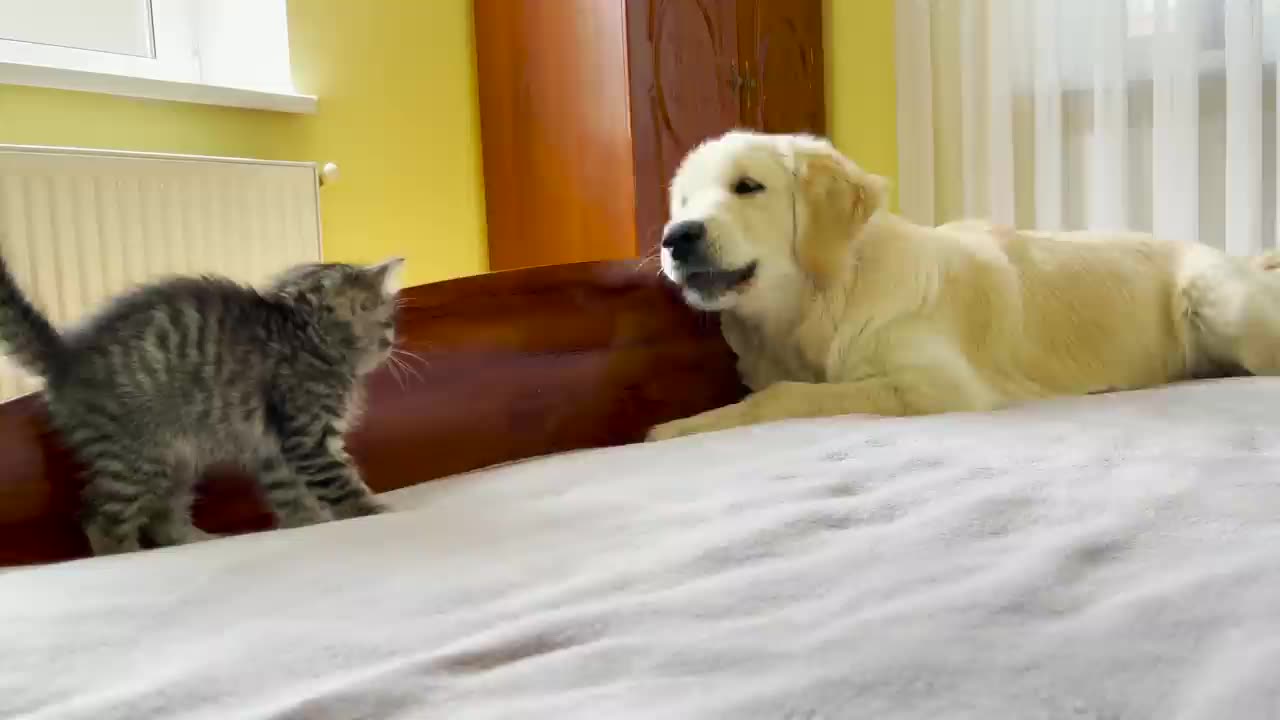 Golden Retriever Tries to Make Friends with Tiny Kitten!