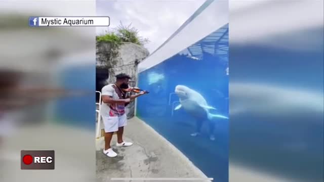 Dolphin"CaughtDancing After Man Plays Violin