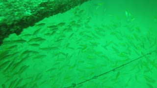 fishes underwater(sea) in thailnad