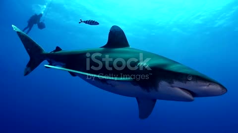 Swimming with great white sharks. Underwater scenery stock video...