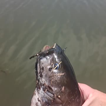 Bullhead catfish