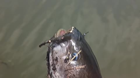 Bullhead catfish