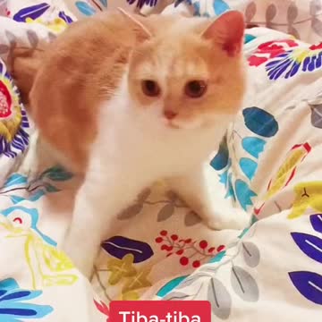 Cat animals funny cute 08