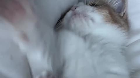 Beautiful cat 🐈 trending video