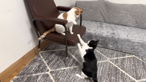 Cat fighting video
