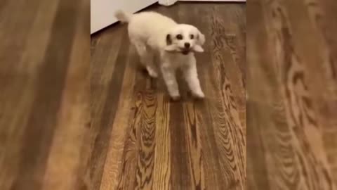 puppy happy to dance