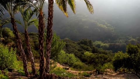 Morning Bird Chorus: A Peaceful and Calming Atmosphere