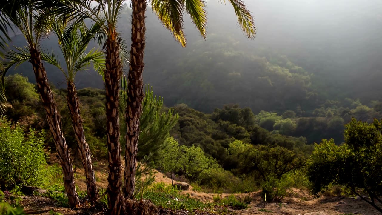 Morning Bird Chorus: A Peaceful and Calming Atmosphere